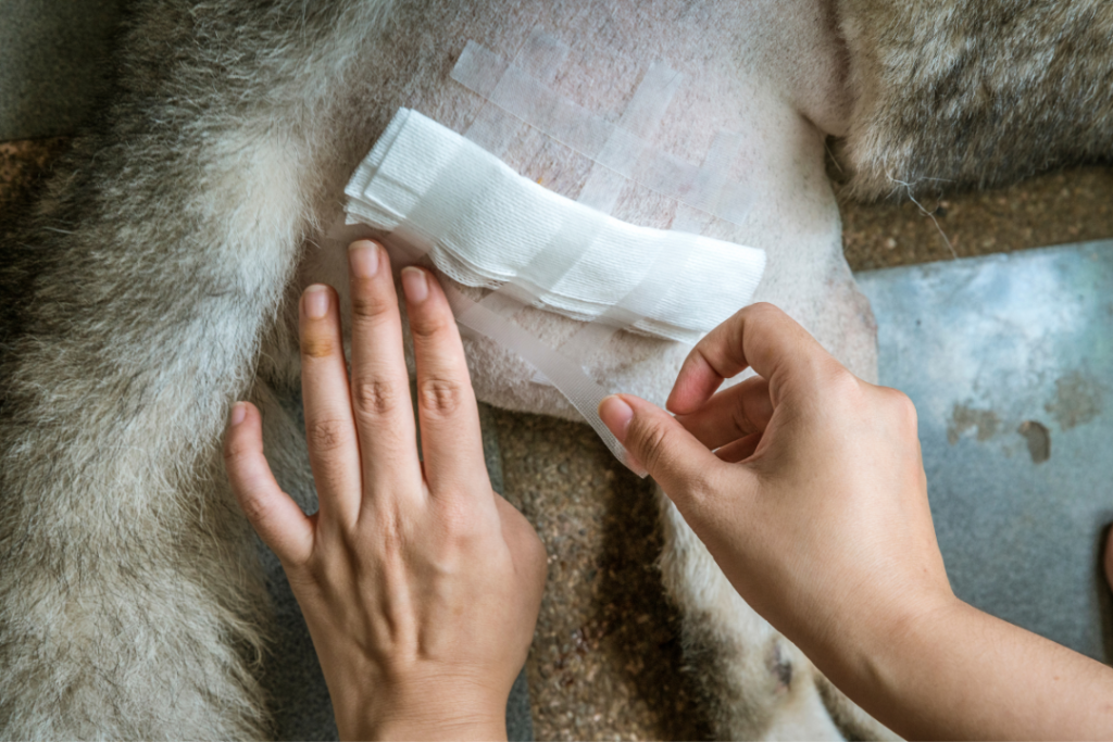 Cão ou Gato operou: 7 dicas de como cuidar dos pontos