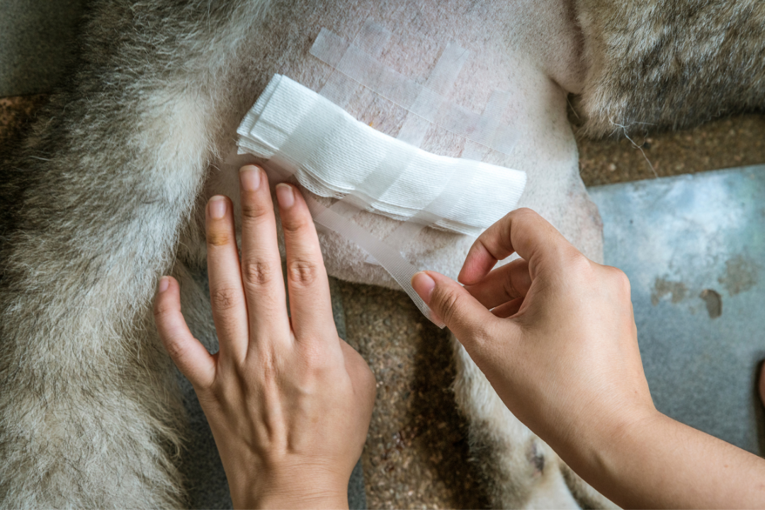 Cão ou Gato operou: 7 dicas de como cuidar dos pontos