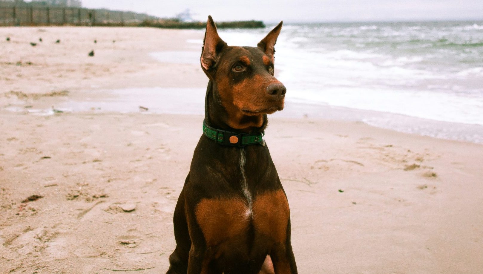 Cuidados Específicos com Cães da Raça Doberman