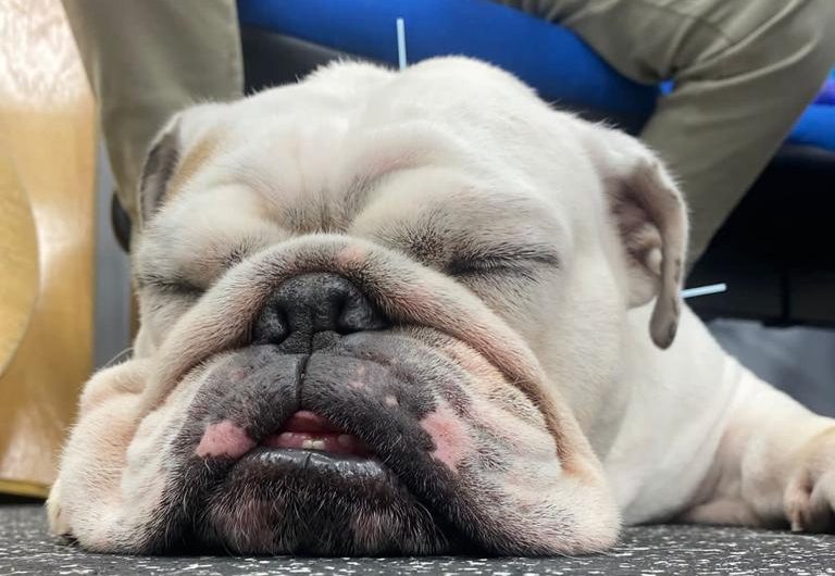 Acupuntura pela PetLove: Terapias Naturais para o Seu Pet