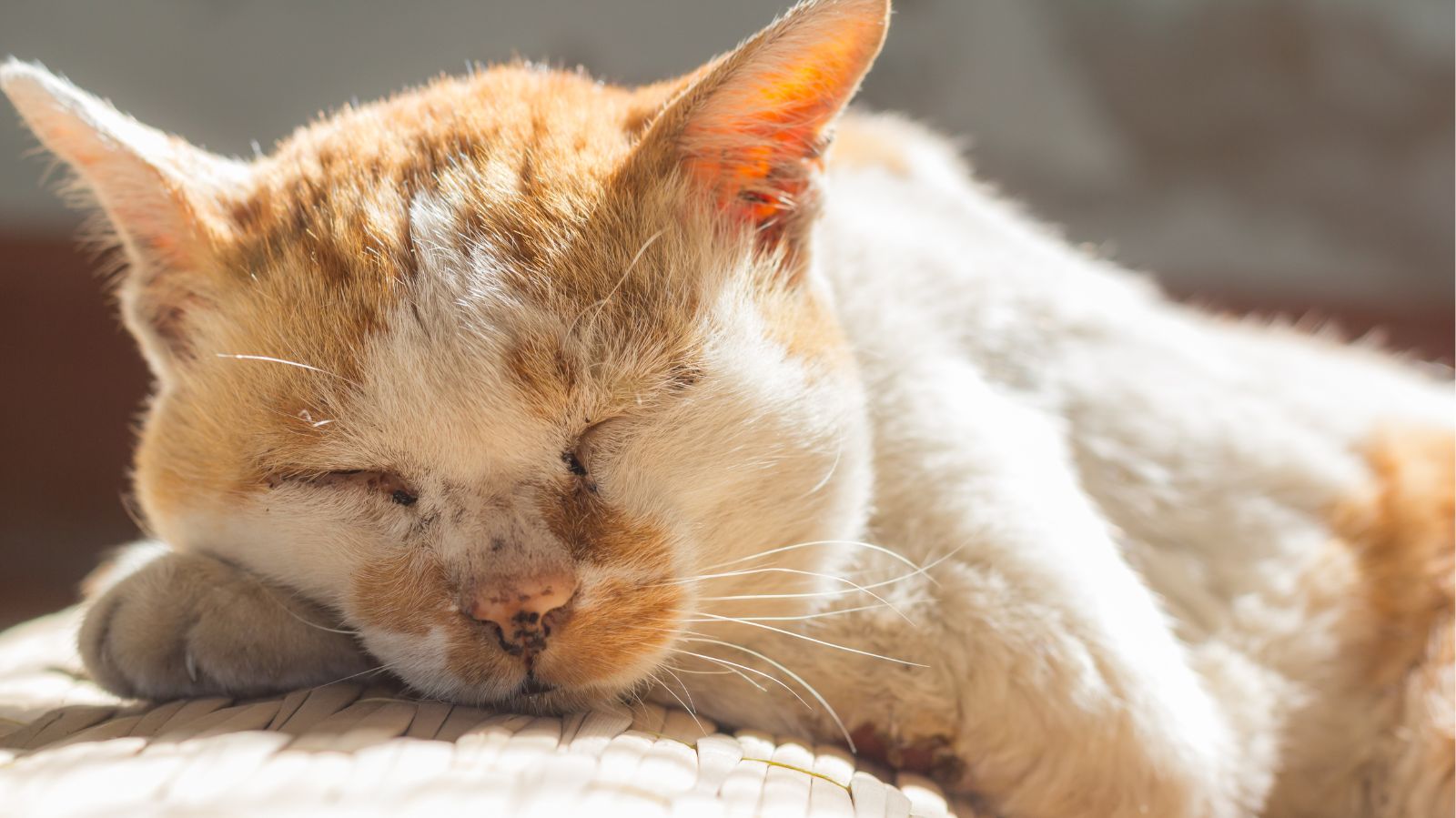 Cuidados Específicos para Gatos Idosos