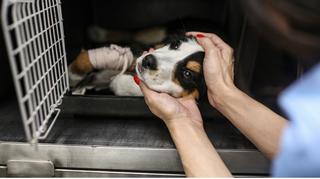 Tumor Venéreo Transmissível em Animais