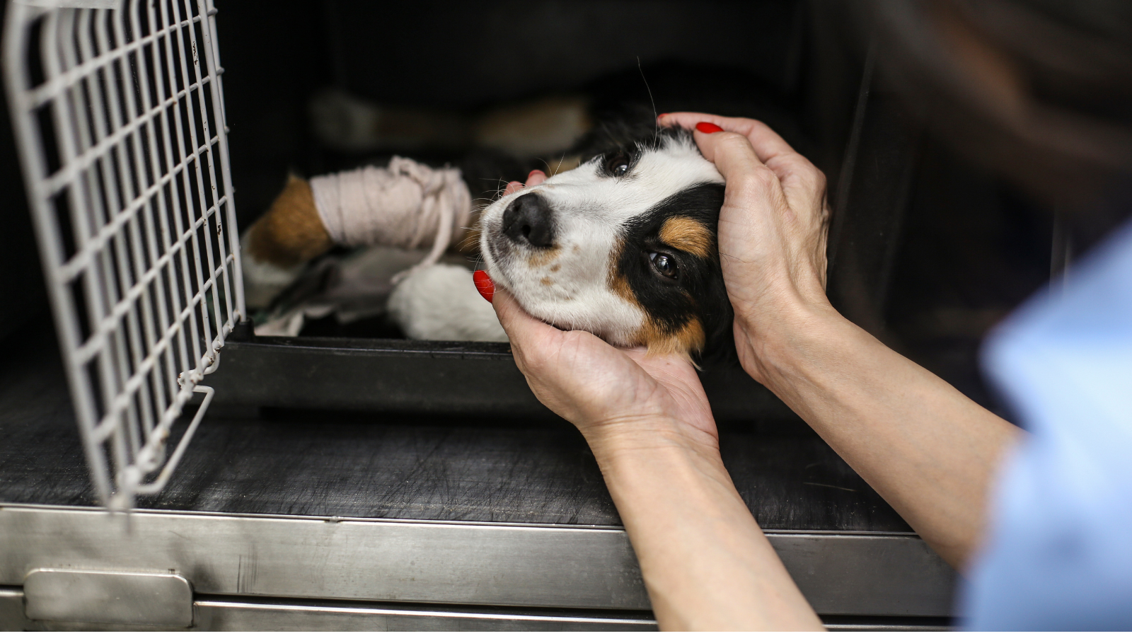 Tumor Venéreo Transmissível em Animais