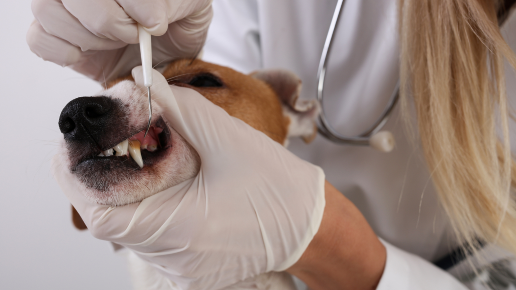 É normal cair o dente do meu cachorro?