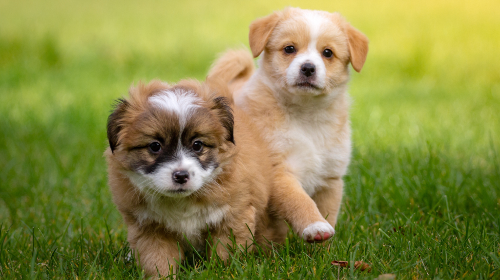 Panosteíte em cães: a dor do crescimento