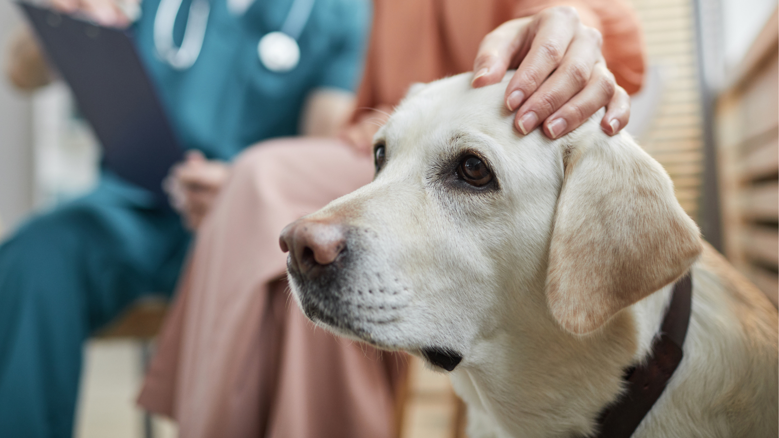 Avulsão da Tuberosidade da Tíbia em cães: o que é?