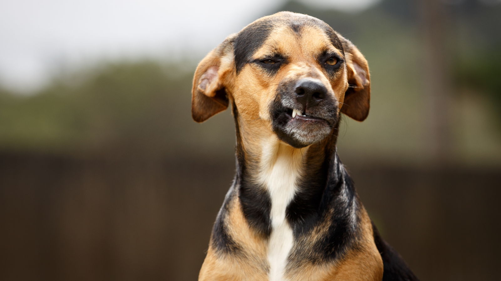Cachorro com o rosto paralisado, o que fazer?