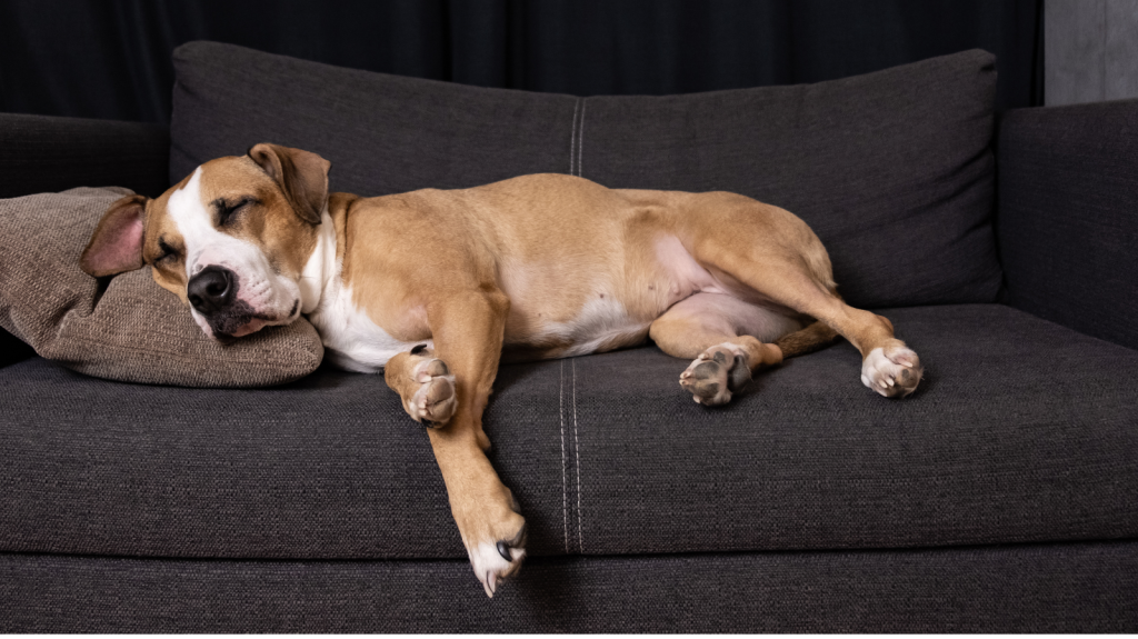 Malformação Chiari-like em Animais: o que é e como tratar?