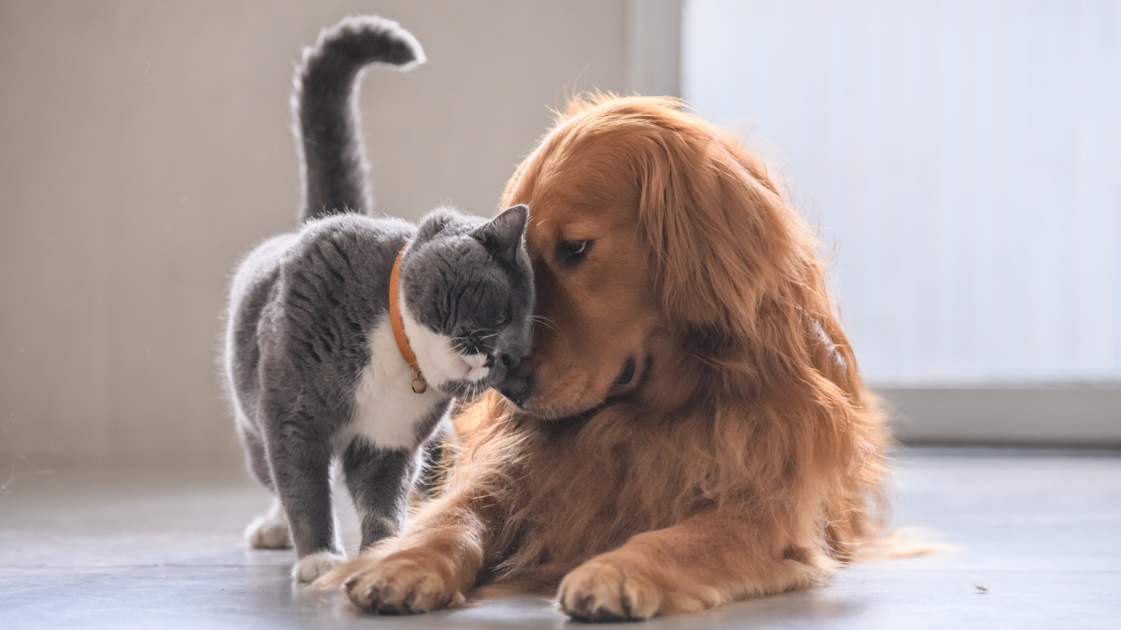 Como Reconhecer Sintomas de Artrose em Cães e Gatos