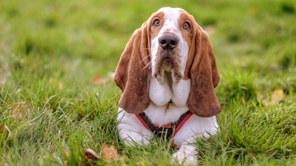 Hemivértebra em Cães Basset Hound