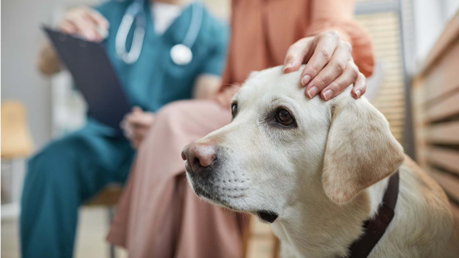 Tudo sobre: Osteossarcoma em Cães