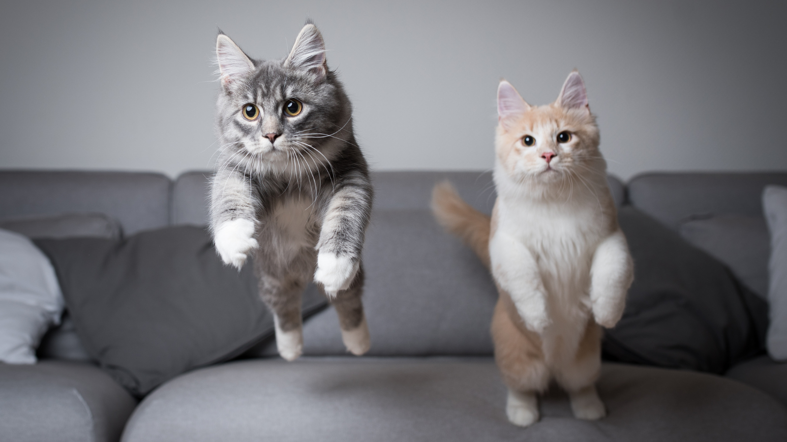 Biomecânica de Fraturas em Pets