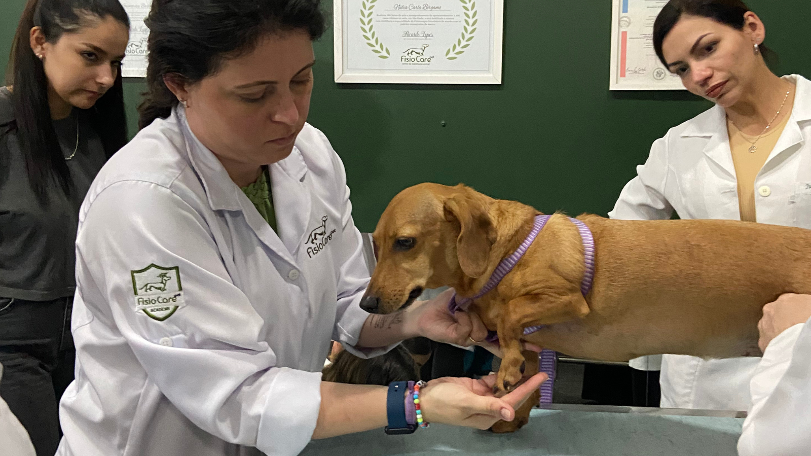 Cursos de Certificação Fisio Care Pet: Como Funcionam?