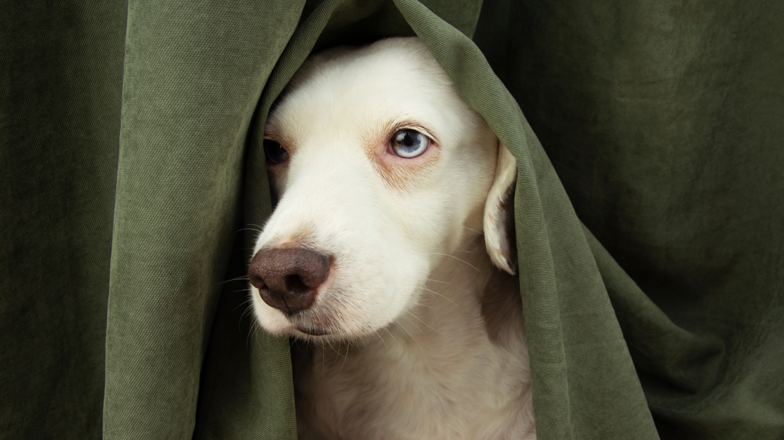 Como Lidar com o Medo de Fogos de Artifício em Pets?