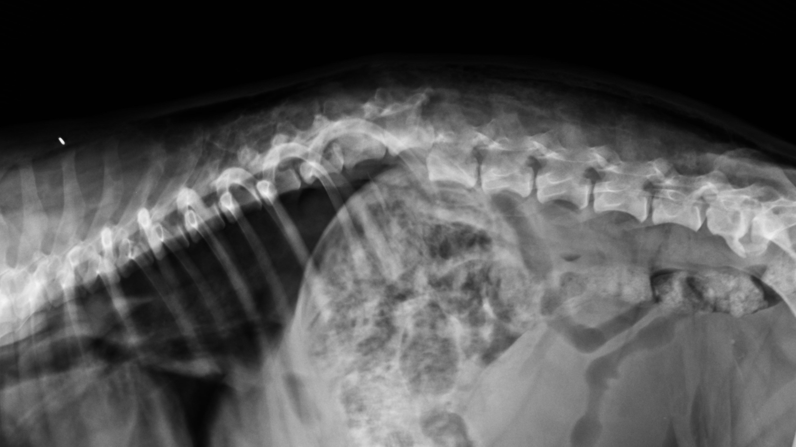 Fraturas de Costela em Cães e Gatos