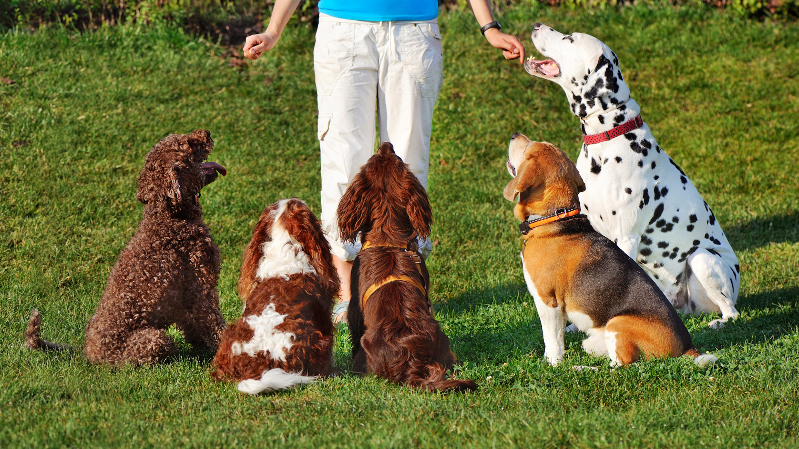 5 Dicas para Adestrar seu Cão em Casa