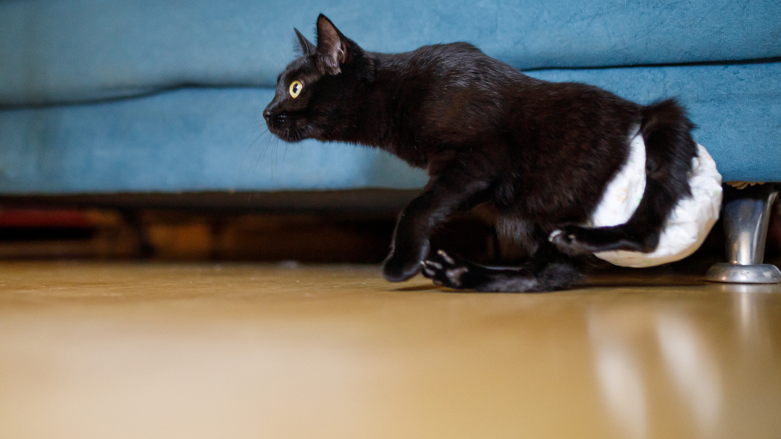 Gato com Incontinência Urinária: o que fazer?