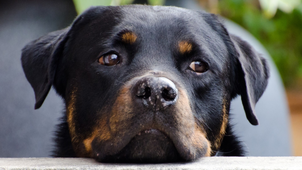 Subluxação Atlantoaxial em Cães: Um Desafio Neurológico
