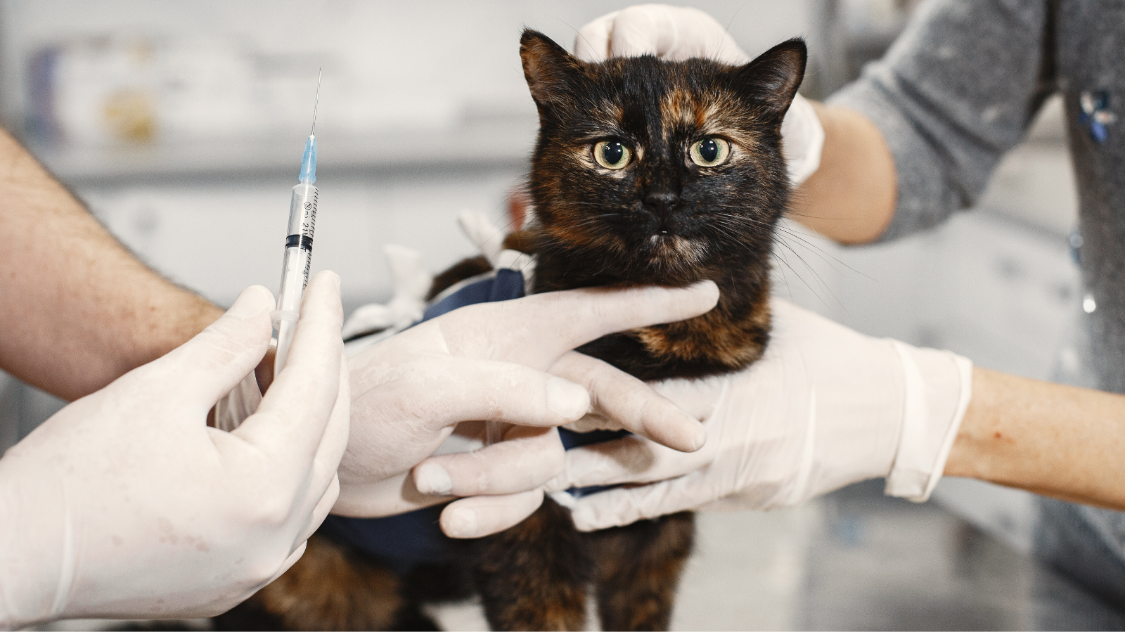 Vacinação contra a Leucemia Felina
