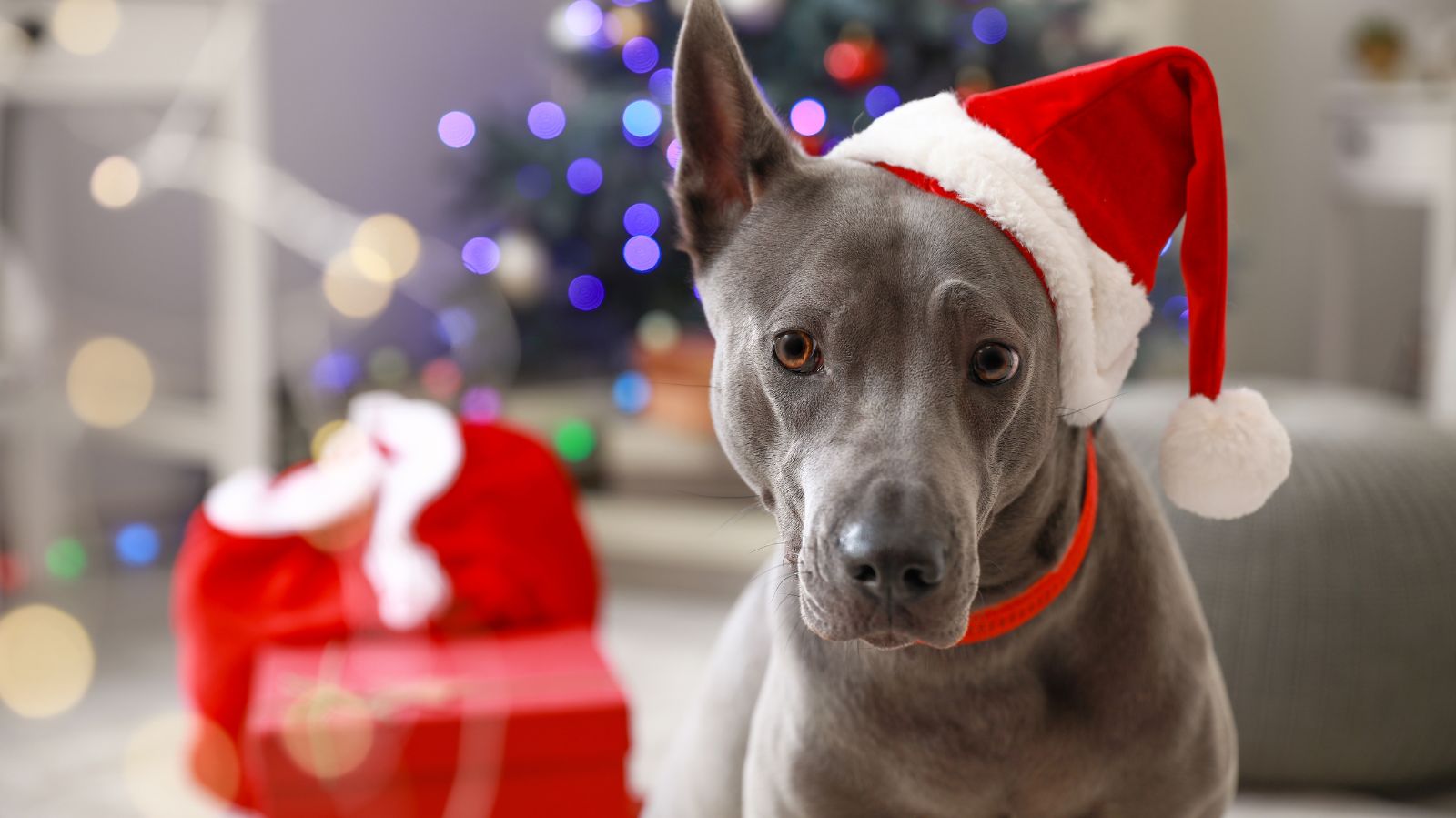 Cuidados com os Pets nas Festas de Fim de Ano
