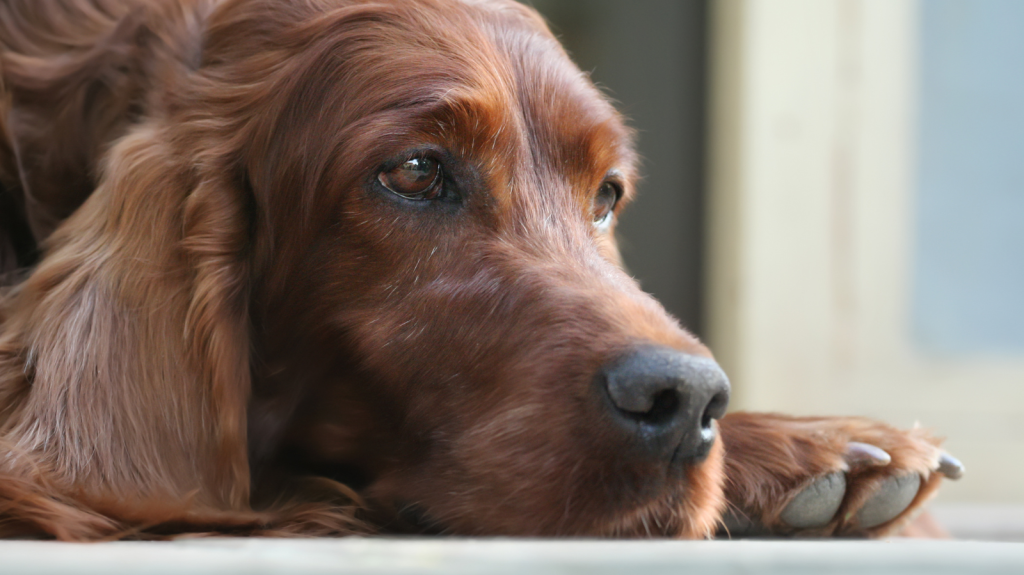 Eutanásia em Animais: como lidar com a perda?