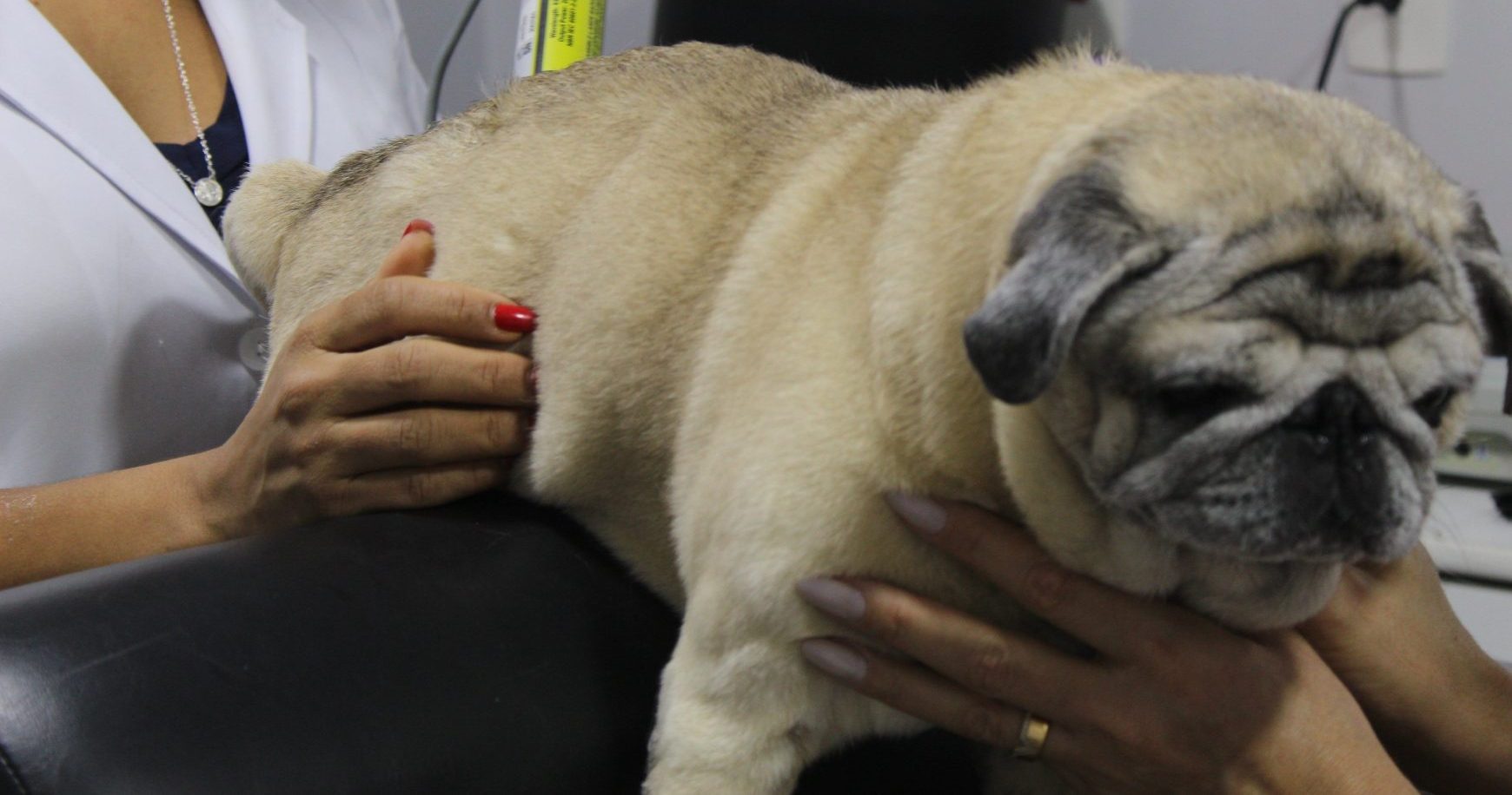 Reabilitação Animal de Qualidade em Jacareí