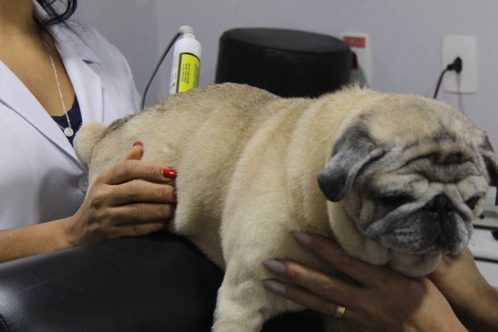 Graus da Luxação de Patela em Cães