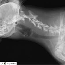 Subluxação Atlantoaxial em Cães: Um Desafio Neurológico