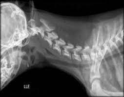 Subluxação Atlantoaxial em Cães: Um Desafio Neurológico