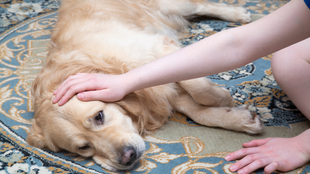 Botulismo em Cães: Uma Doença Silenciosa que Pode Ser Fatal