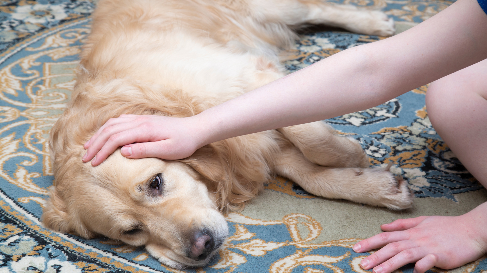Botulismo em Cães: Uma Doença Silenciosa que Pode Ser Fatal