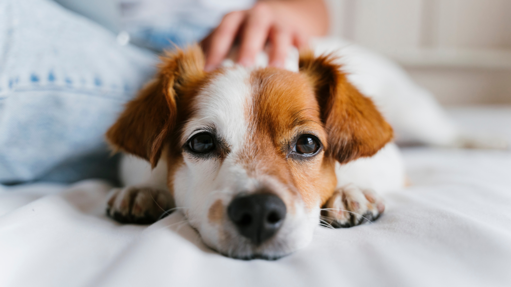 Sinais de Problemas Neurológicos em pets: quando procurar um especialista?