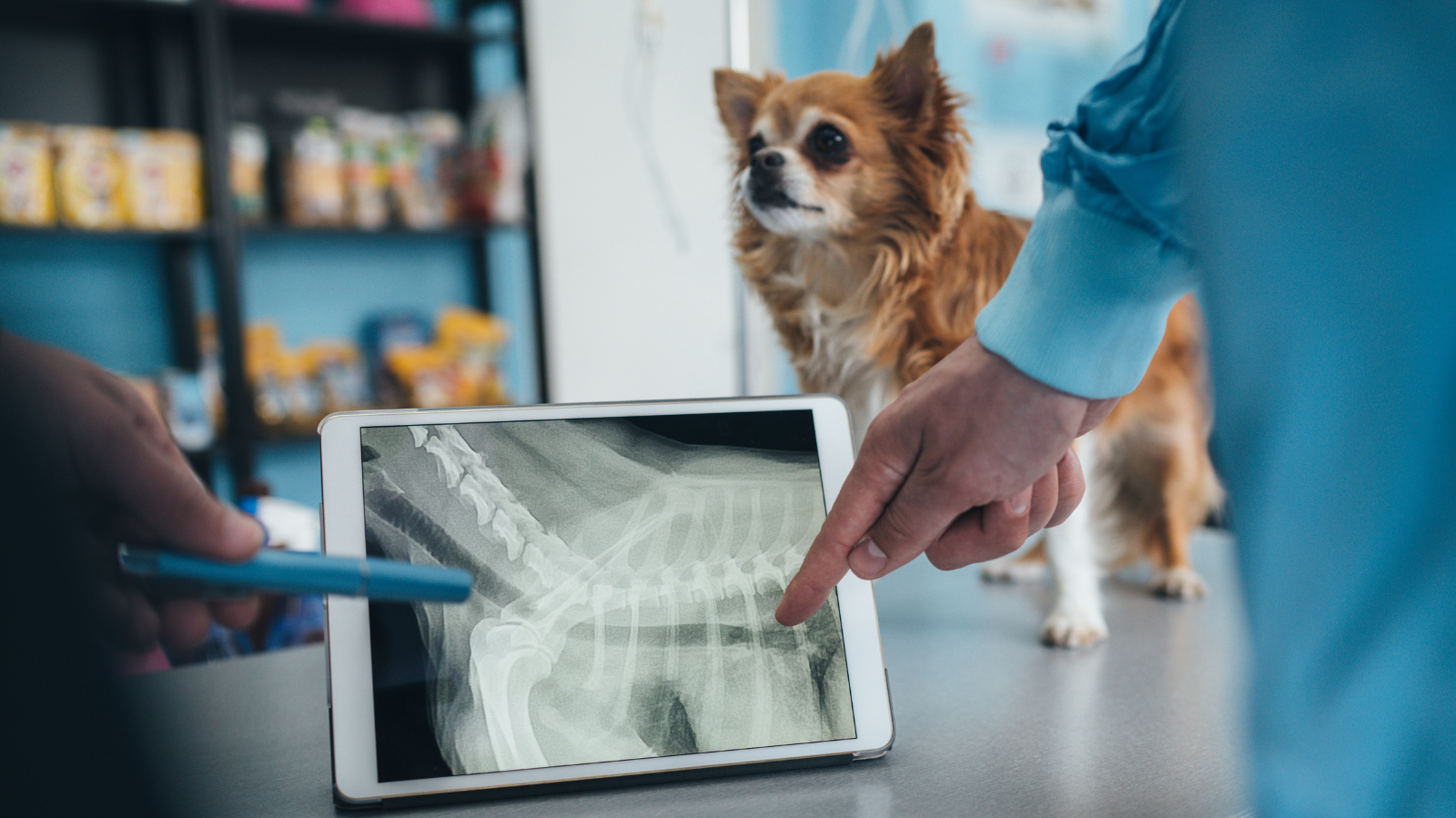 Prótese de Tróclea (PGR): Tratamento da Luxação de Patela em Cães