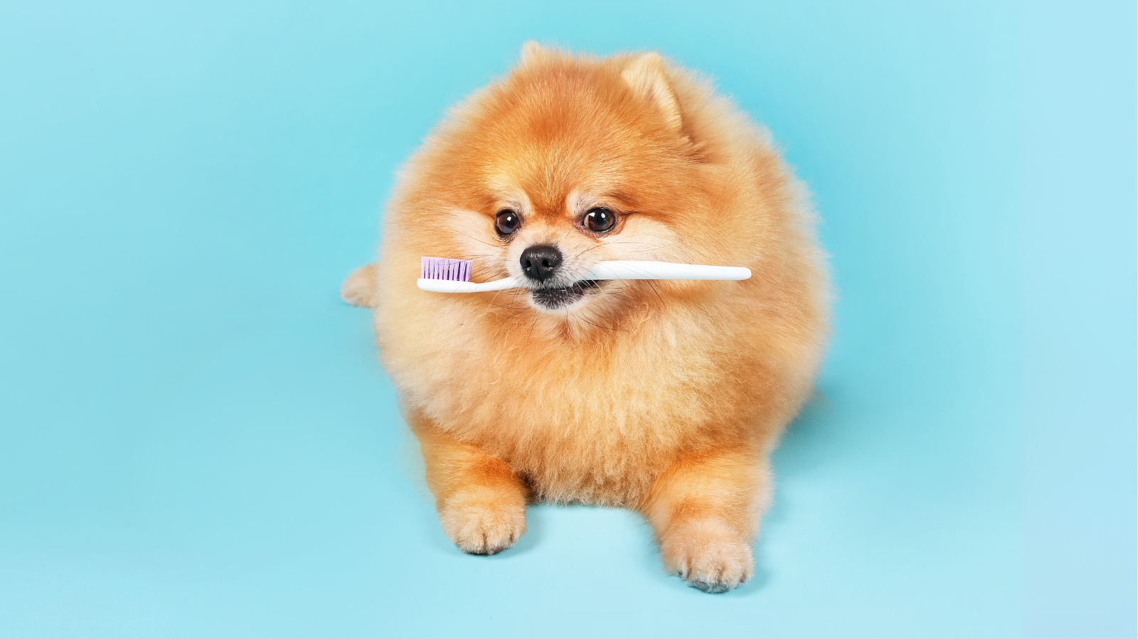 Guia completo da higiene bucal pet: como escovar os dentes do meu cachorro?
