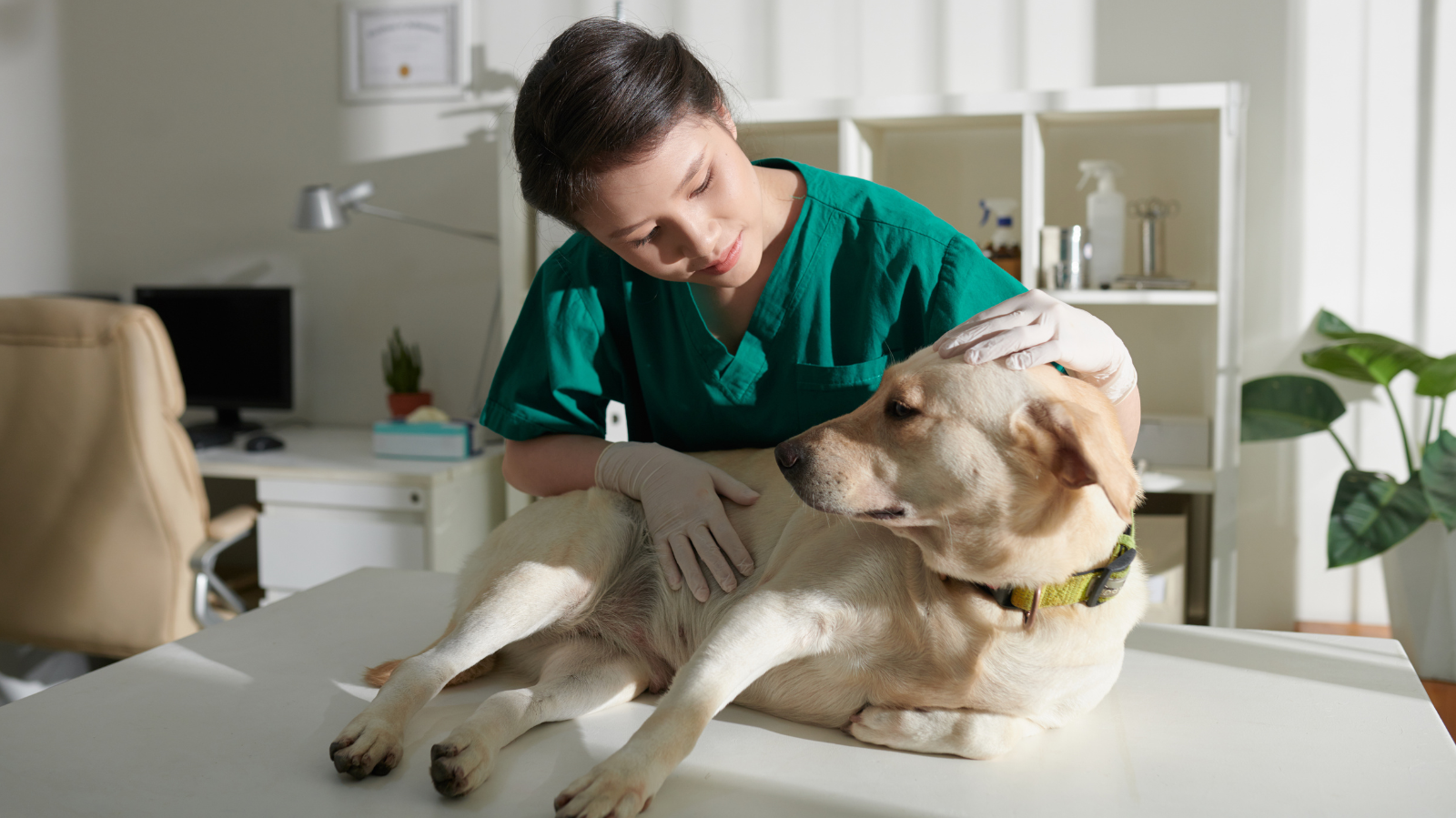 Como se destacar na Faculdade de Medicina Veterinária