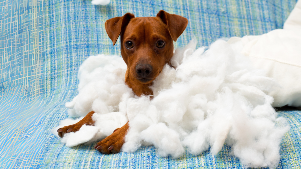 Seu pet apronta? Saiba como corrigir problemas de comportamento em pets!