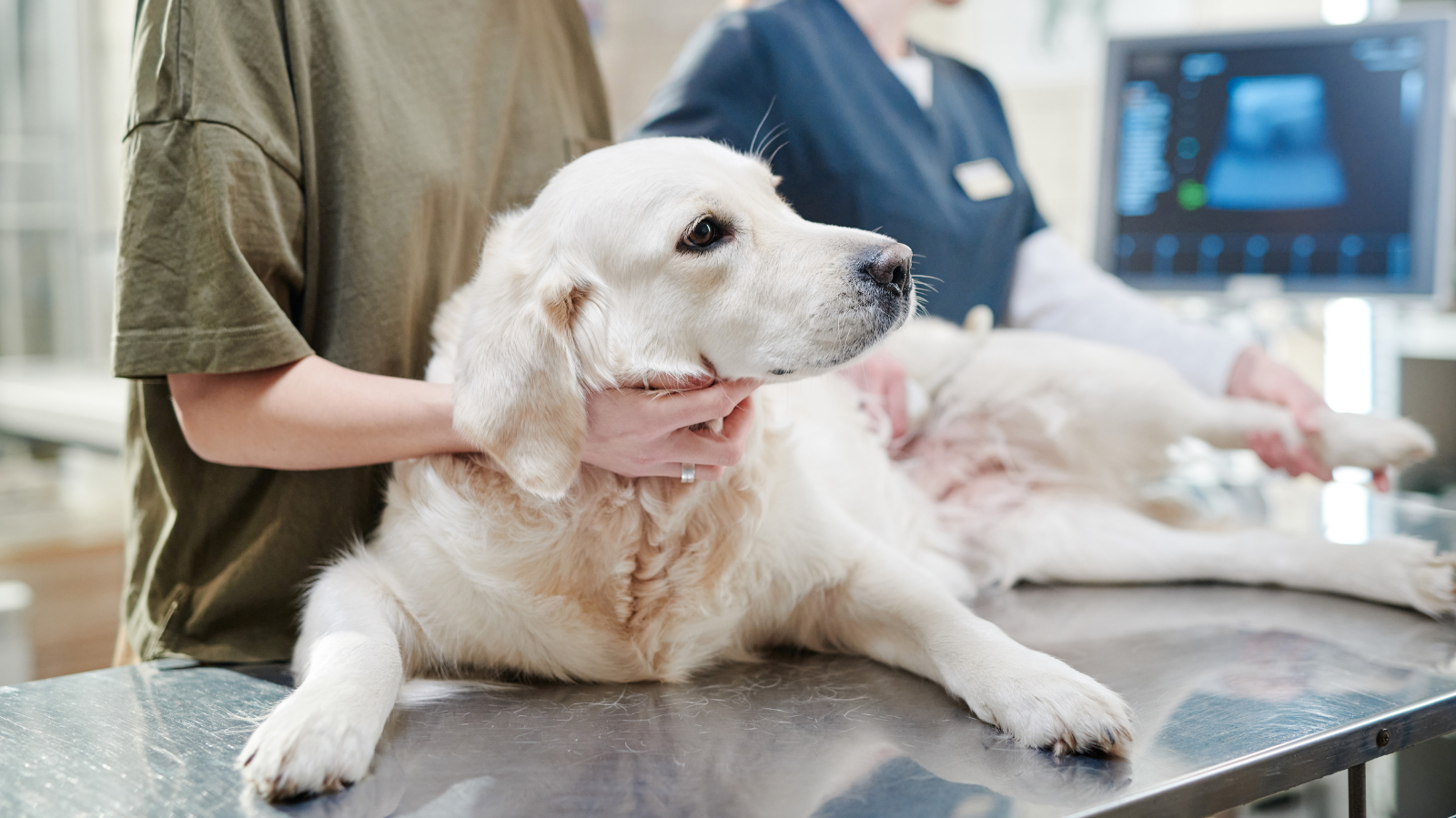 Fisio Care Pet: tratamento de mobilidade para cães em Florianópolis