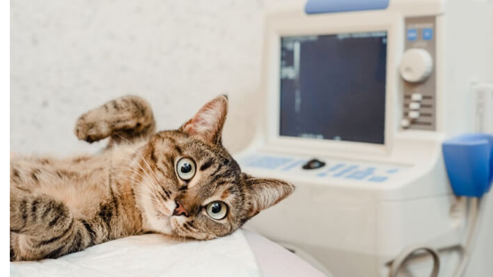 Luxação coxofemoral em gatos: o que é e como se manifesta