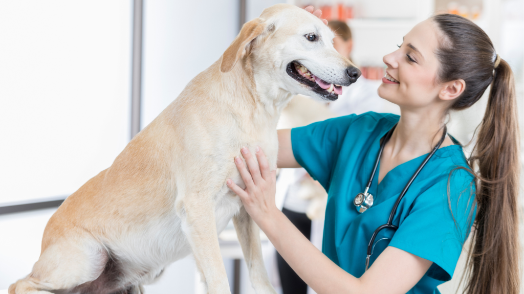 Formado em Veterinária: e agora? Os maiores desafios da carreira veterinária