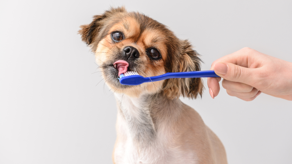 3 Dicas para Acabar com o Mau Hálito do seu Cão