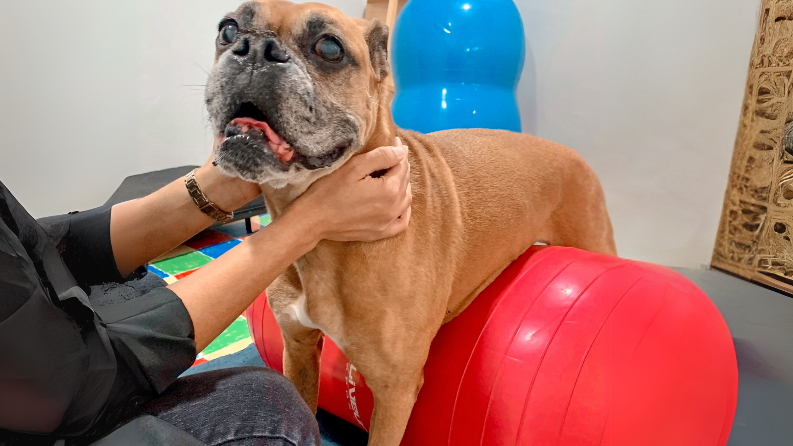 Especializações em Medicina Veterinária Que Você Precisa Conhecer