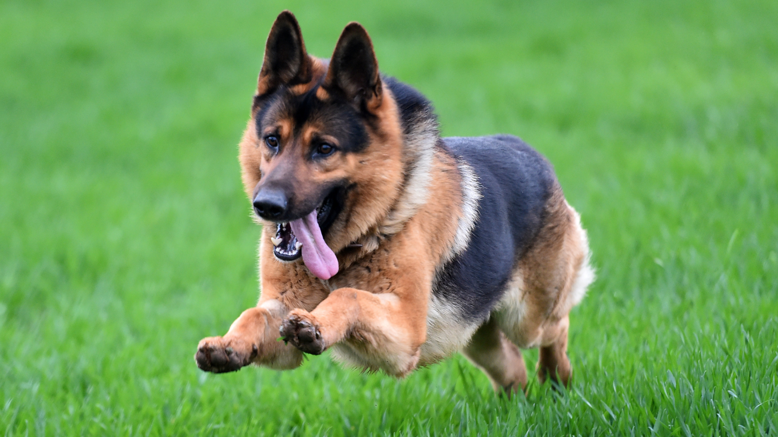 Condroprotetores para cães: o que são e como devem ser usados