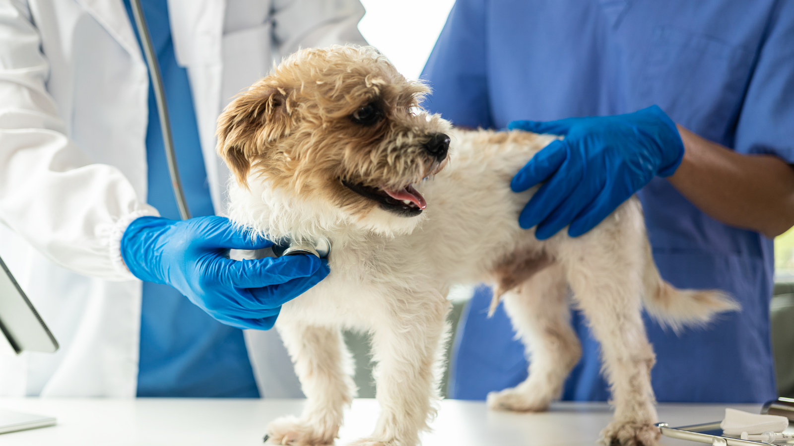 Artrite imunomediada em cães e gatos: causas, sintomas e tratamento