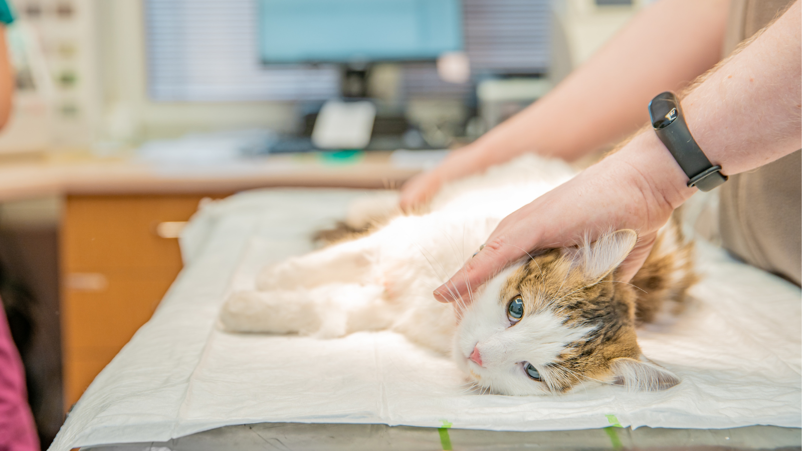 Colocefalectomia em gatos: quando é necessária?