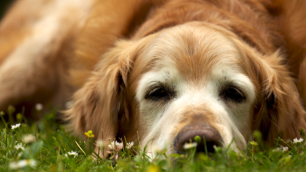 Alzheimer em cães: como cuidar do seu melhor amigo nessa fase?