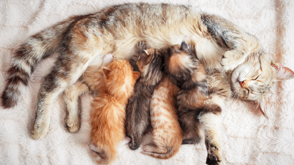 Castração em gatos: muito mais que evitar filhotes!