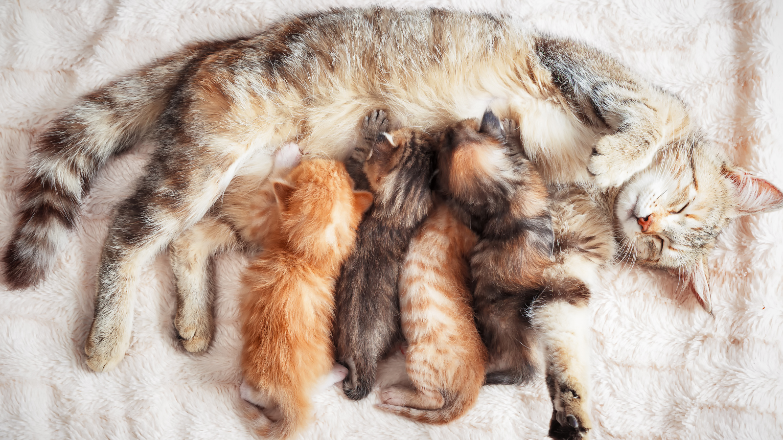 Castração em gatos: muito mais que evitar filhotes!