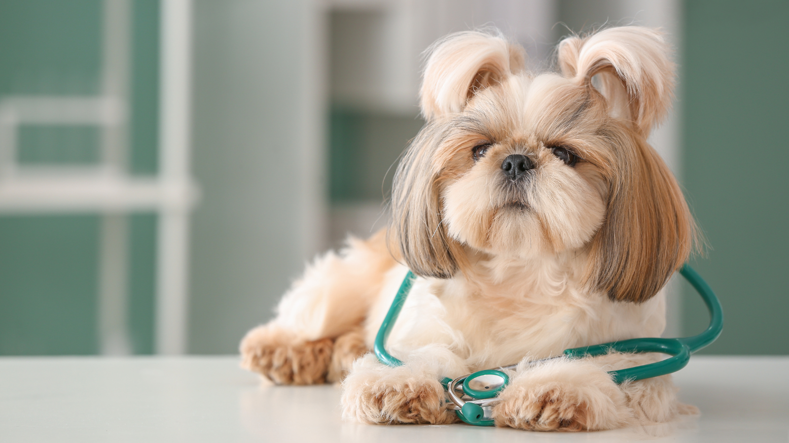 Plano de Saúde Veterinário com Ortopedia: Tudo que o Pet Love Oferece
