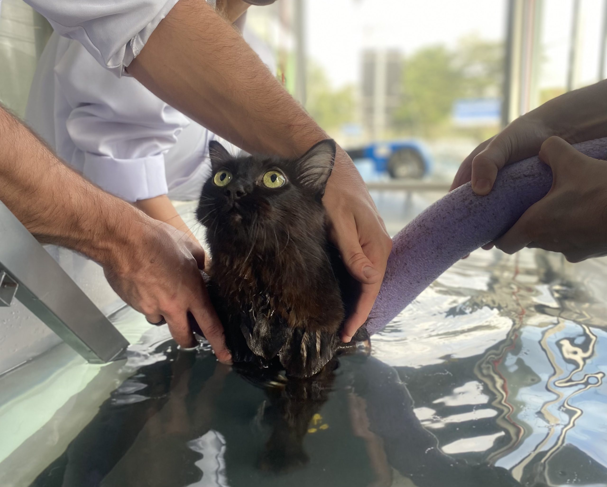 Descubra o Melhor Cuidado para Seu Pet no Jardim da Glória
