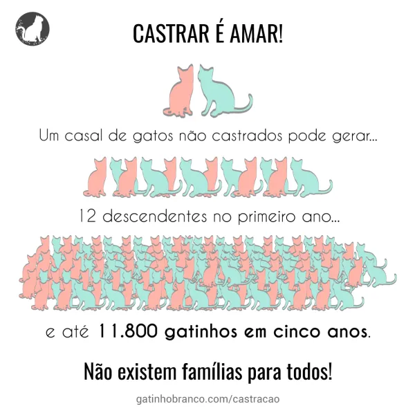 Castração em gatos: muito mais que evitar filhotes!